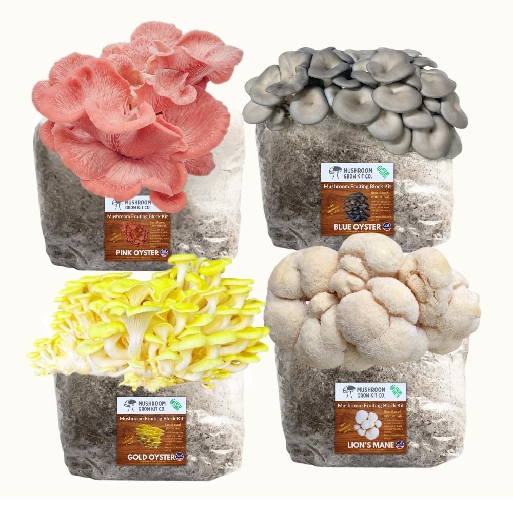 4 Pack - Lion's Mane, Gold, Pink, and Blue Oyster Mushroom Grow Kit Fruiting Blocks