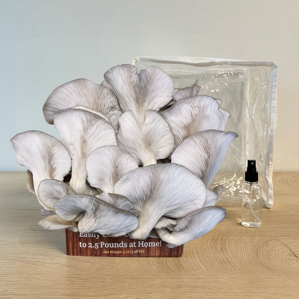 Blue Oyster Mushroom Growing Kit - 5 LBS Spray and Grow