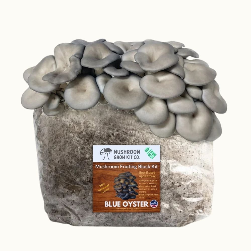 4 Pack - Lion's Mane, Gold, Pink, and Blue Oyster Mushroom Grow Kit Fruiting Blocks