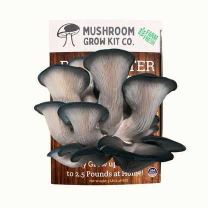 Blue Oyster Mushroom Growing Kit - 5 LBS Spray and Grow