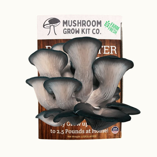 Blue Oyster Mushroom Growing Kit - 5 LBS Spray and Grow