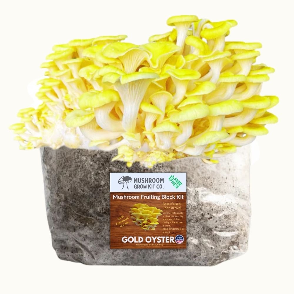 4 Pack - Lion's Mane, Gold, Pink, and Blue Oyster Mushroom Grow Kit Fruiting Blocks