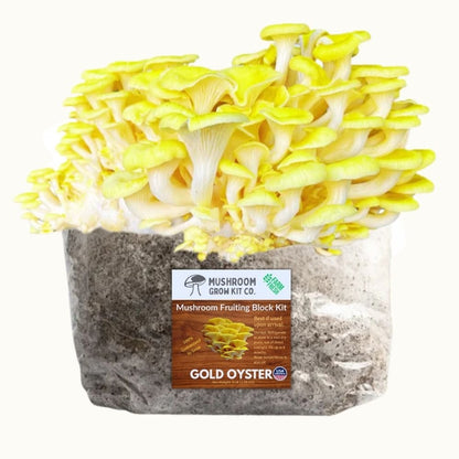 4 Pack - Lion's Mane, Gold, Pink, and Blue Oyster Mushroom Grow Kit Fruiting Blocks