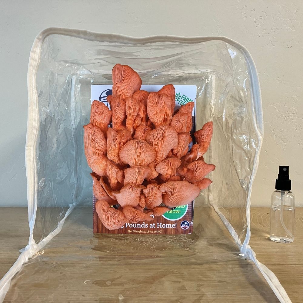 Pink Oyster Mushroom Growing Kit - 5 LBS Spray and Grow