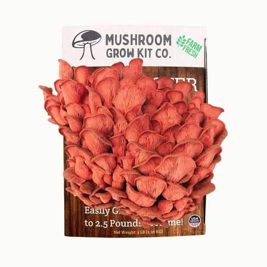 Pink Oyster Mushroom Growing Kit - 5 LBS Spray and Grow