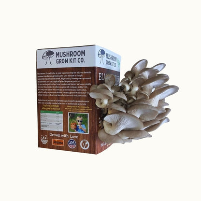 Blue Oyster Mushroom Growing Kit - 5 LBS Spray and Grow