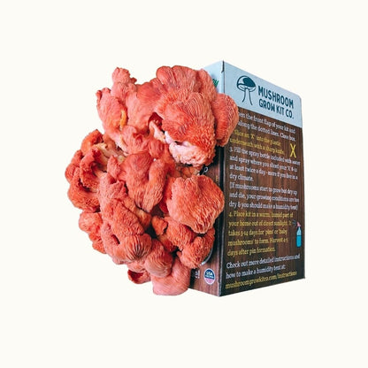 Pink Oyster Mushroom Growing Kit - 5 LBS Spray and Grow